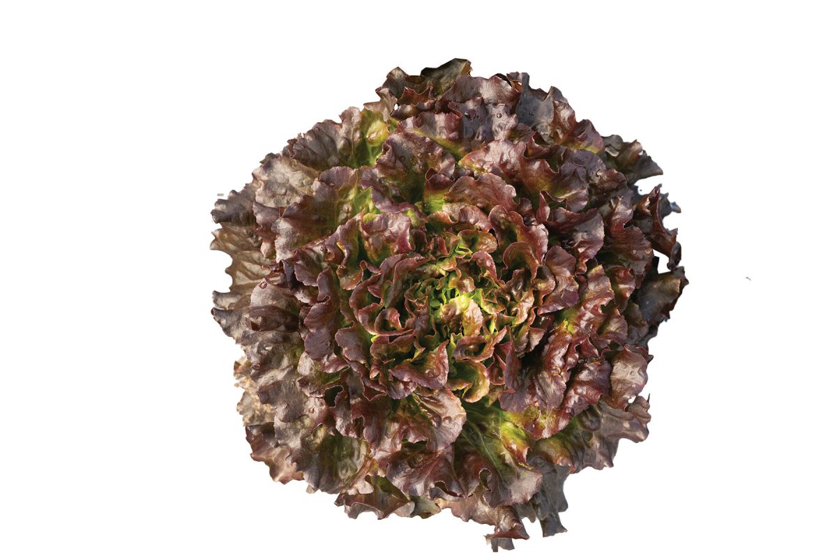 Salanova Hydroponic Red Batavia – Pelleted Lettuce Seed
